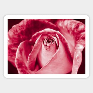 Red Rose Sticker